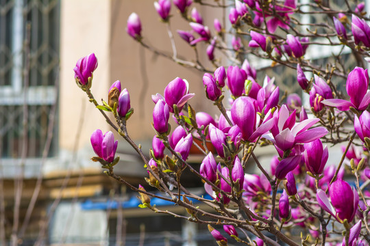 几树枝半开紫玉兰花与花骨朵