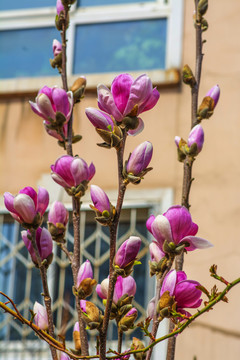 树枝上半开紫玉兰花和花骨朵