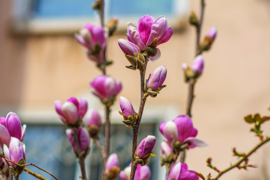 树枝上半开紫玉兰花与花骨朵
