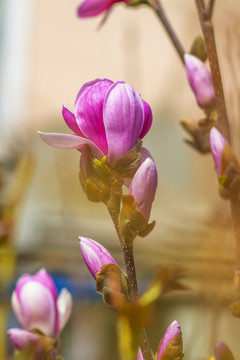 一朵半开的紫玉兰花与花骨朵