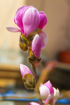一朵半开紫玉兰花和花骨朵