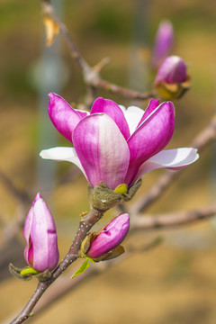 一朵半开紫玉兰花与花骨朵