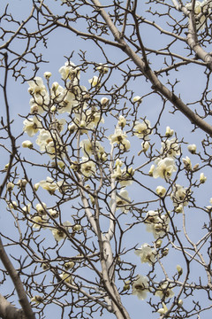 树枝头上待开和盛开的白玉兰花