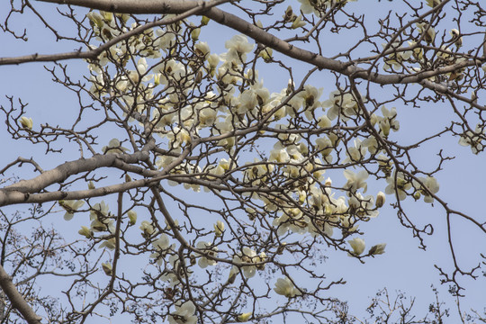 树枝头盛开和待开的白玉兰花