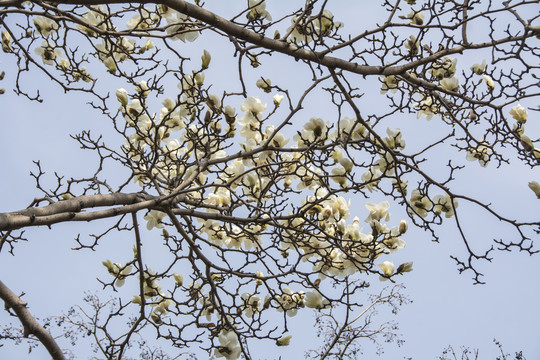 树枝头盛开与待开的白玉兰花