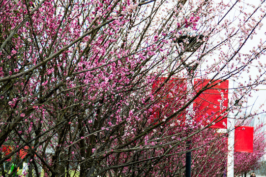 梅花树里的红色布