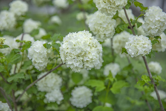 白绣球花