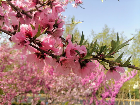 桃花枝