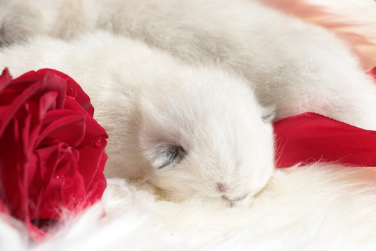 幼猫摄影红与白
