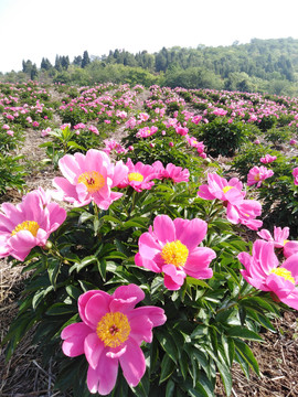 芍药花开