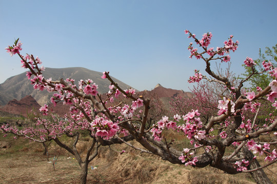 桃花