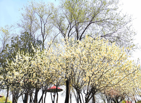 山桃花