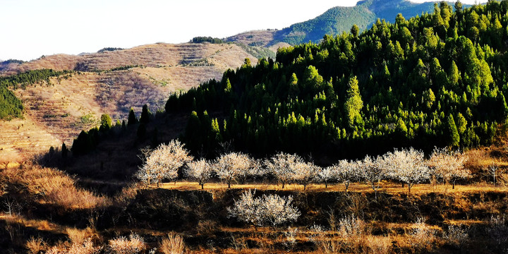 山村桃花