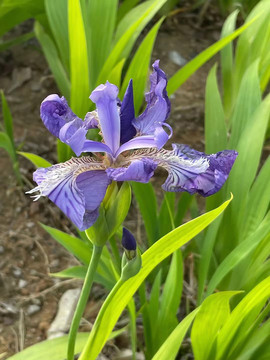 紫色鸢尾花