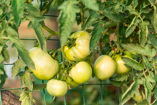 生长中的番茄