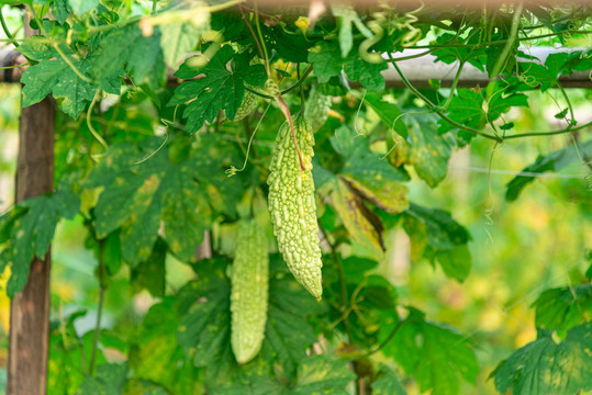 菜园生长中的新鲜苦瓜