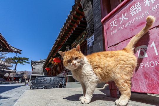 五台山黛螺顶寺庙猫