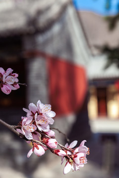 五台山殊像寺桃花