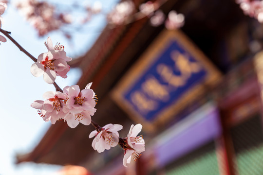 五台山殊像寺桃花