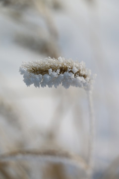 冬天有雪花的草