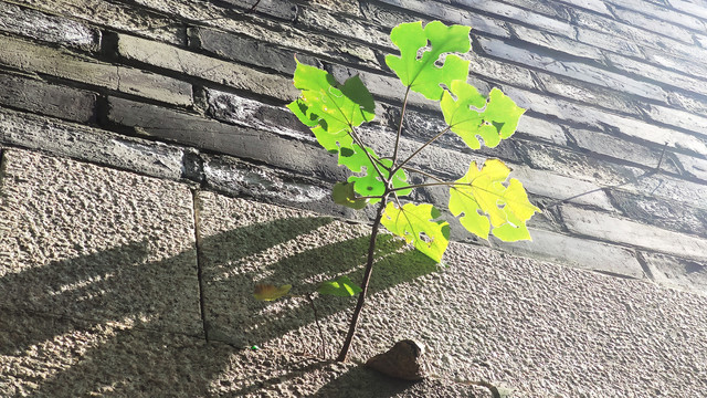 墙缝间生长的叶子