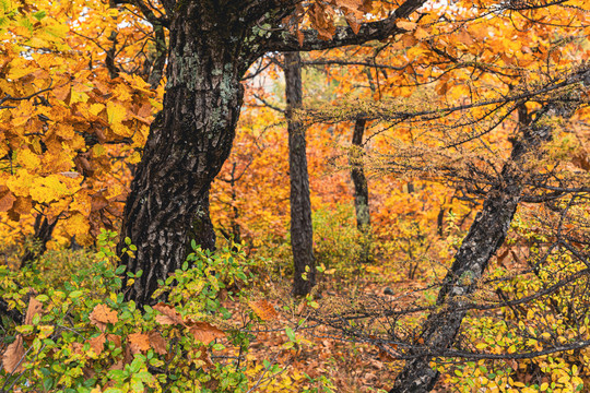 秋季金色森林树林