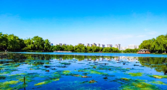 太液池水草