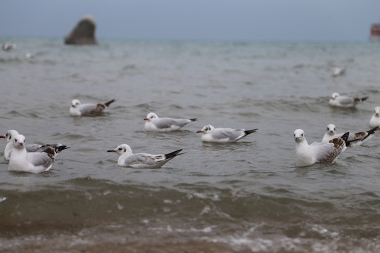 青海鸟鸟