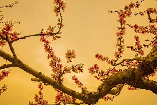 桃花桃树