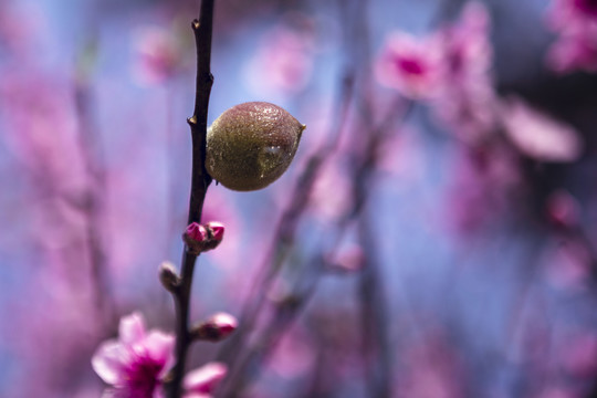 树上的桃花