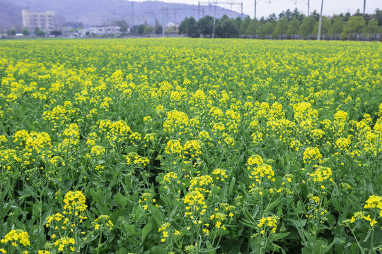 田里的油菜花