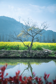 田里的油菜花