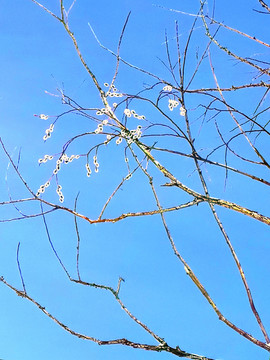春天的柳树花