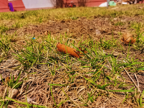 小草