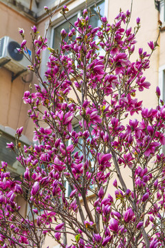 开满一片紫玉兰花的树枝