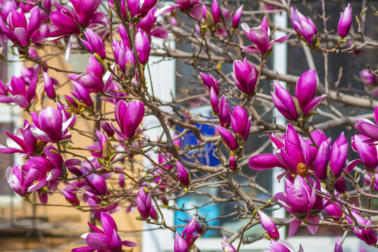 树枝上的朵朵半开待开紫玉兰花