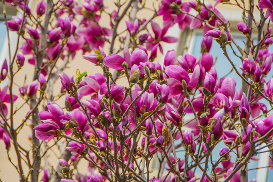 树枝上一片半开待开的紫玉兰花