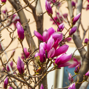 树枝头几朵半开半开的紫玉兰花