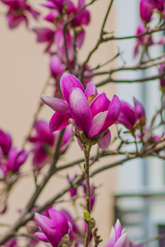 一朵盛开的紫玉兰花