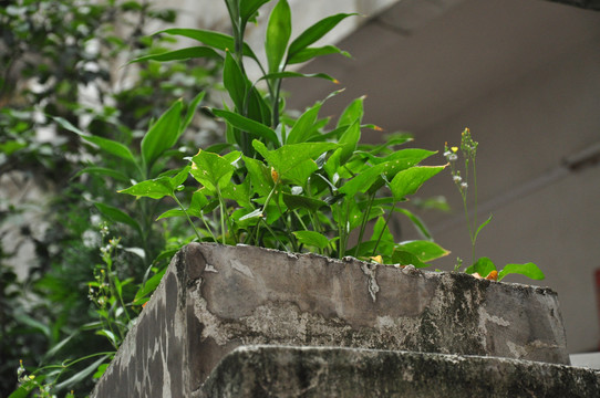 墙头上的植物