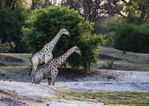 津巴布韦长颈鹿