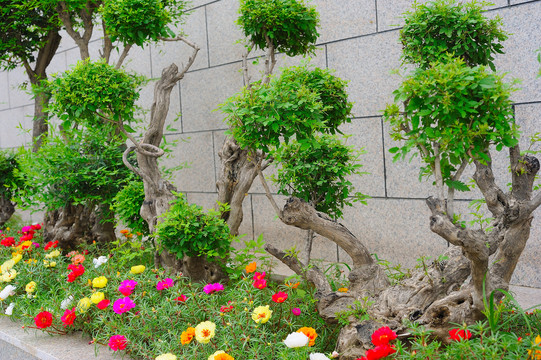 荆条树根盆景