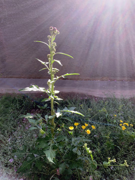 阳光植物
