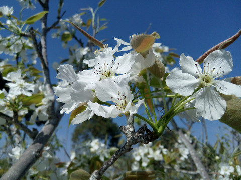 梨树花开
