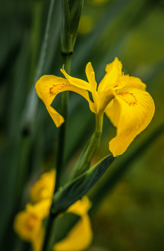 黄菖蒲花