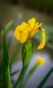 黄菖蒲花