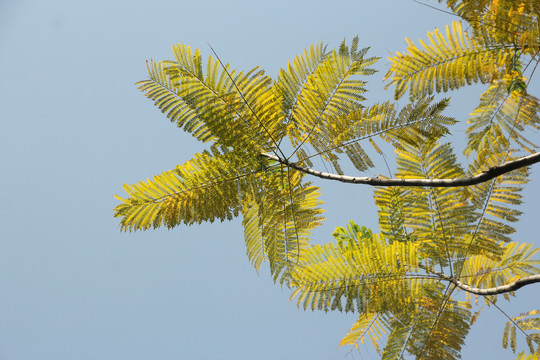 蓝花楹树