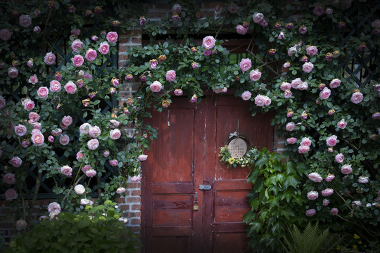 门庭玫瑰