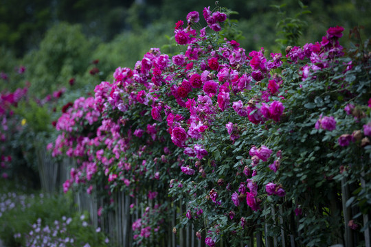 花园景