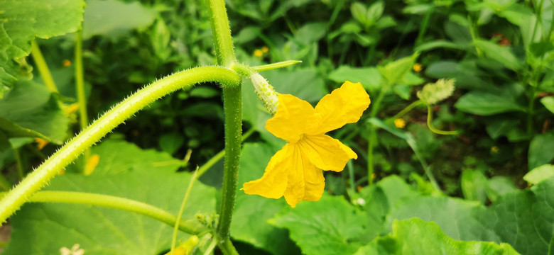 黄瓜开花结果